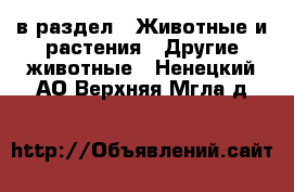  в раздел : Животные и растения » Другие животные . Ненецкий АО,Верхняя Мгла д.